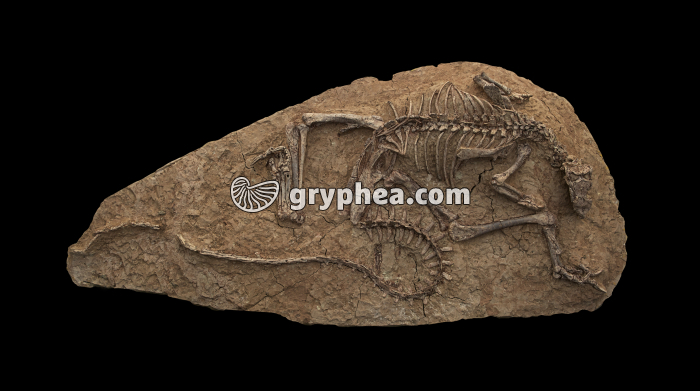 Leptoceratops - squelette de dinosaure fossile entier (taille = 1 m environ) - gryphea.org